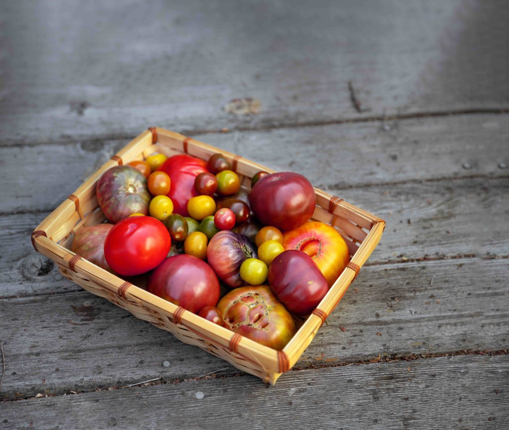 Tomato recipes: Huge BLT sandwich Fermented tomatoes on scrambled eggs Tomato salad