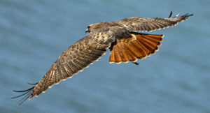 A Red-tailed Hawk soars over the Jenner Headlands. (John Burgess/The Press Democrat)