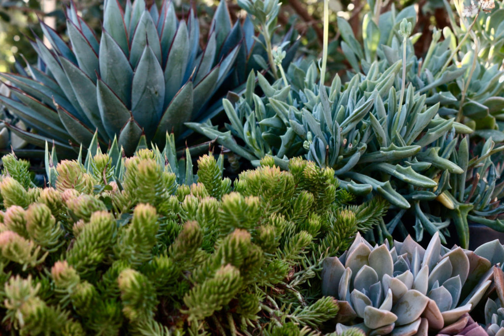 Samantha Brown 10.17Succulents â€“ Succulents planted in a container in the Sunset Test Gardens at Cornerstone Sonoma.