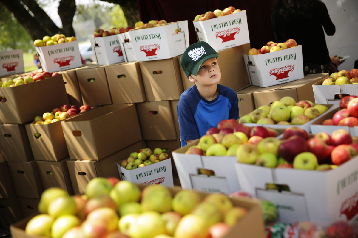 Austin Beckman, 8, helps his family sell their apples from Walker Apple Farm during the Gravenstein Apple Fair in Sebastopol on Saturday, August 8, 2014. (Conner Jay/The Press Democrat)