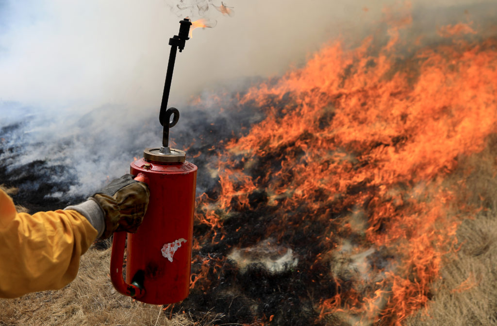 A kerosene drip torch is used to light a beneficial prescribed burn at the Van Hoosear Wildflower Preserve in Sonoma, May 22, 2020. (Kent Porter / The Press Democrat) 