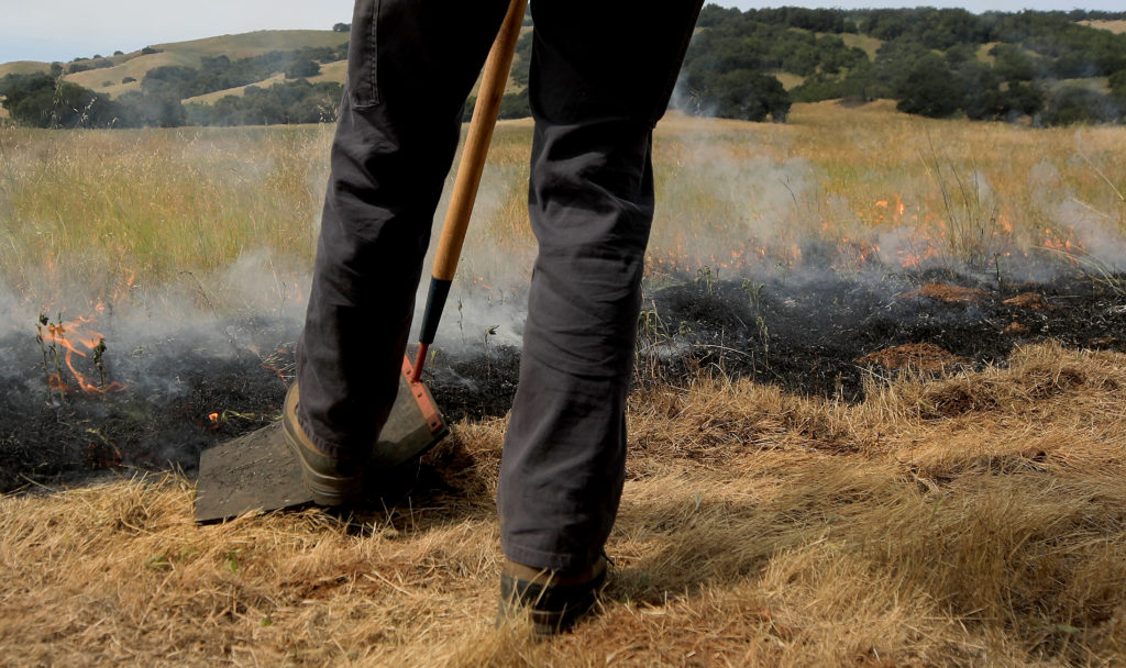 The edges of a beneficial prescribed burn at the Van Hoosear Wildflower Preserve in Sonoma, May 22, 2020. Is tamped down at the edges to prevent slop over of flames in to unburned fuel. (Kent Porter / The Press Democrat) 