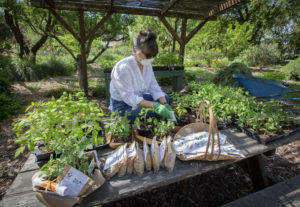 Brenda O'Neill, from the Sonoma Ecology Center leadership circle, places seed packets into the victory garden starter kit at the Sonoma Garden Park, on Seventh Street East, on Thursday, April 23. The kits, in recognition of the Ecology CenterÕs 30th anniversary, will include live plants and seeds, will be distributed on the Plaza on Saturday, April 25, from 10 a.m. - 1 p.m. (Robbi Pengelly/Index-Tribune).
