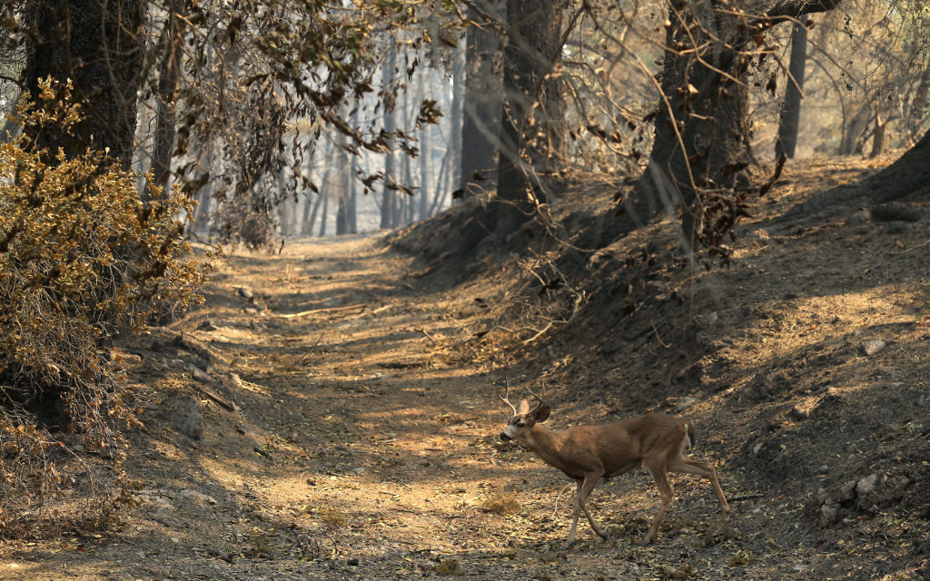 A white tail buck searches for an area to graze under the burned out canopy of Los Alamos Road, Tuesday, Sept. 29, 2020, decimated by the Glass fire. (Kent Porter / The Press Democrat) 2020
