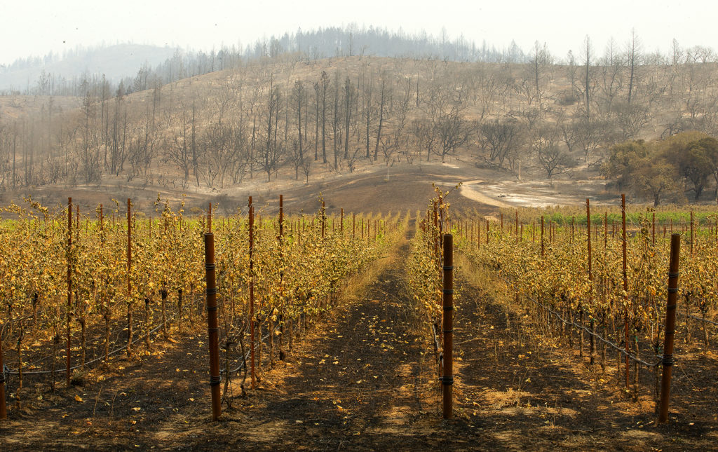 A burned vineyard shows the path of the Glass fire as it moved south from Hood Mountain and across to threaten Oakmont homes along Hwy 12 on Tuesday, September 29, 2020. (Photo by John Burgess/The Press Democrat)