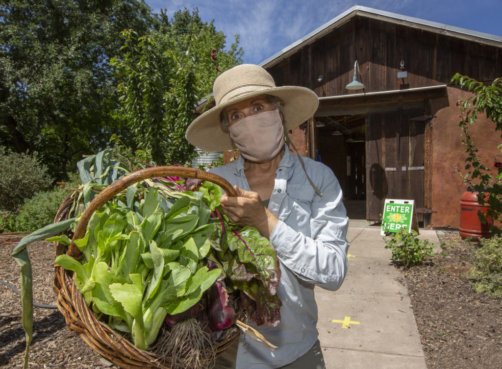 Julia Megna, education and project manager for the Sonoma Environment Center, holds a sampling of freshly harvested vegetables that will be on sale at the Sonoma Garden Park on Seventh Street East on Saturday, June 13. Masks are required and social distancing will be observed. (Robbi Pengelly/Index-Tribune)