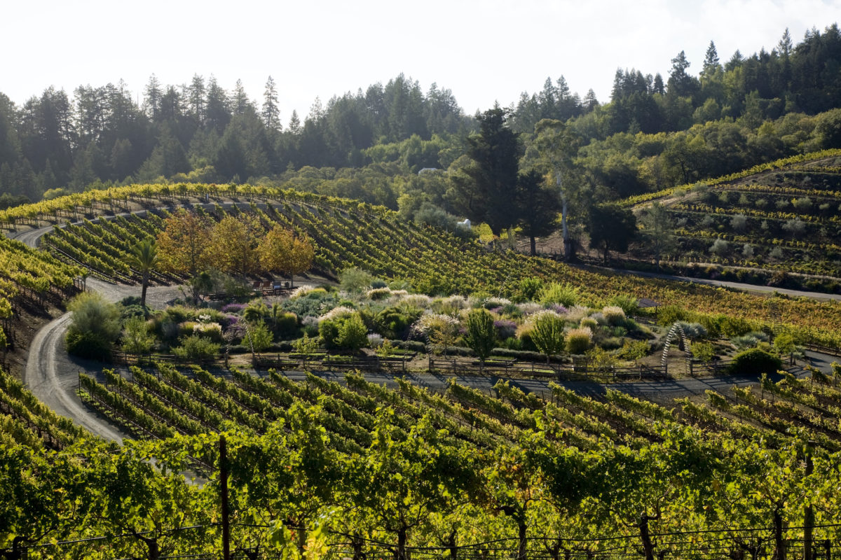 Take a Hike Then Sip Some Wine at These Sonoma Wineries - Sonoma Magazine