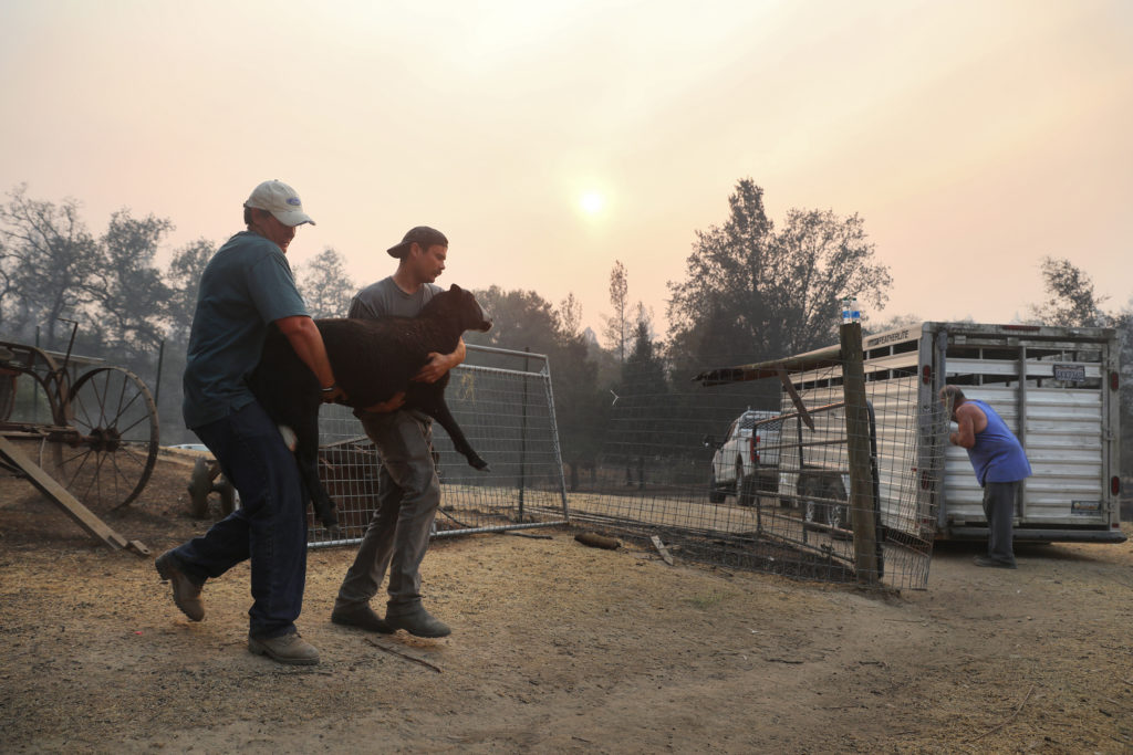Amy Niles, left, and Dante Particelli rescue a sheep from burned property belonging to Niles' family on Mund Road near St. Helena on Tuesday, September 29, 2020. (Christopher Chung/ The Press Democrat)