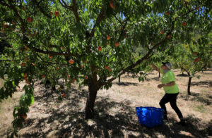 Duskie Estes with the Farm to Pantry program, Friday, July 10, 2020, picks peaches at a west Dry Creek ranch (Kent Porter / The Press Democrat) 2020