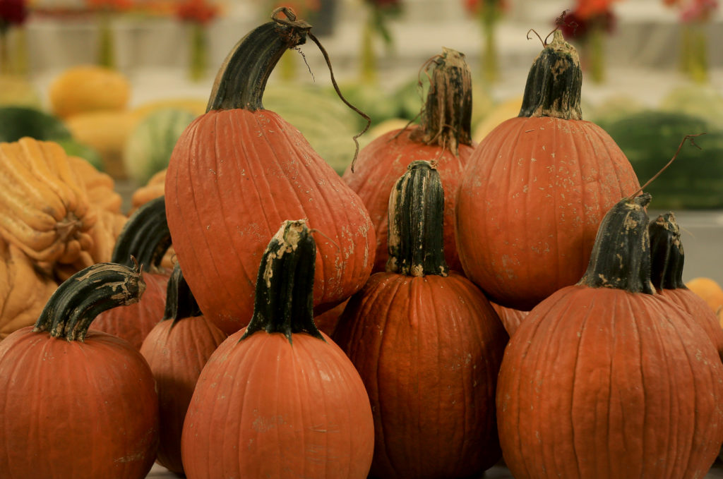 A pumpkin Wolf at the National Heirloom Festival at the Sonoma County Fairgrounds, Monday, Sept. 9, 2019 in Santa Rosa. (Kent Porter / Press Democrat) 