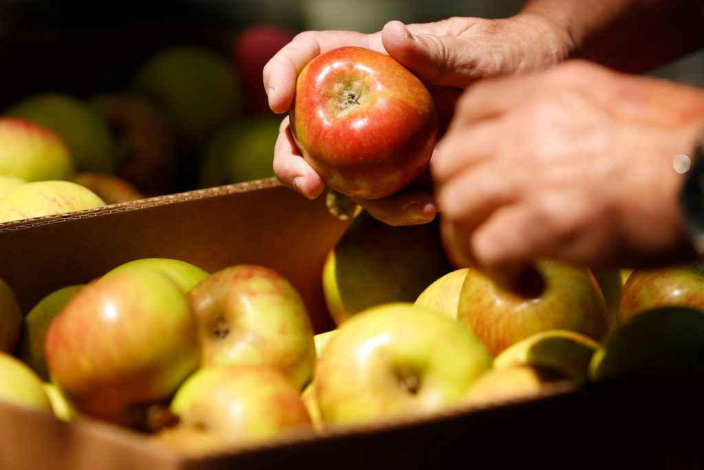 Visitors examine a box of apples at the Walker's Apples stand during the Gravenstein Apple Fair at Ragle Ranch Park in Sebastopol on Saturday, August 17, 2019. (Alvin Jornada / The Press Democrat)