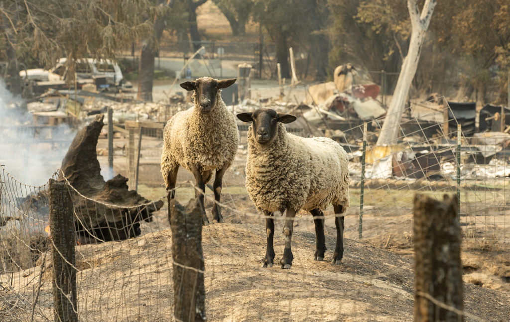 A pair of sheep survived the Glass fire in their pen off Hwy 12 near Oakmont on Tuesday, September 29, 2020. (Photo by John Burgess/The Press Democrat)