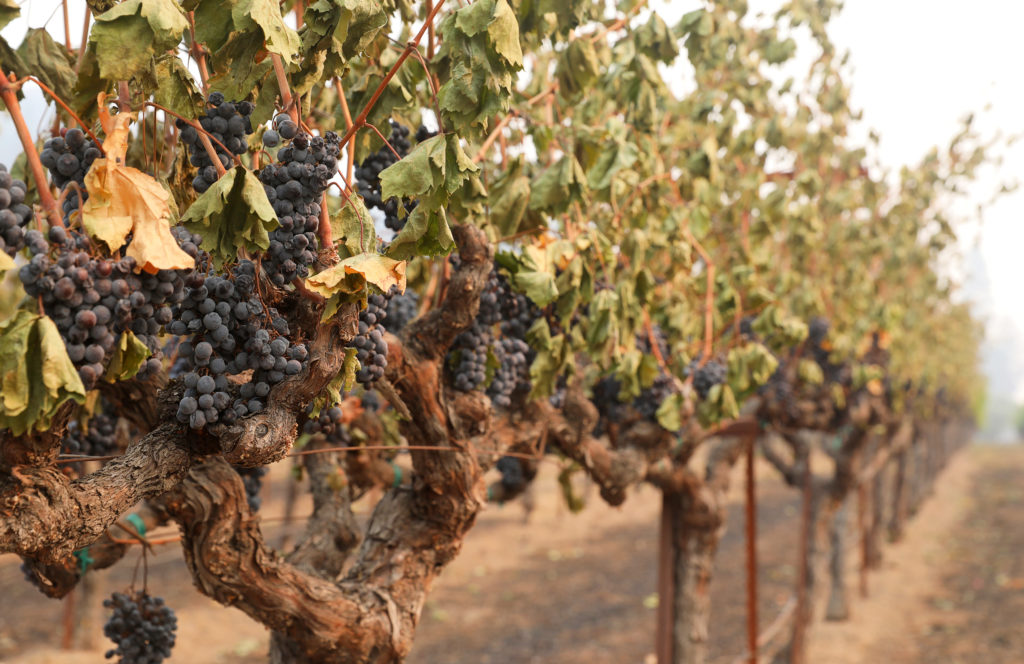 Vines exposed to the heat of the Glass incident fire at Davis Estates in St. Helena on Tuesday, September 29, 2020. (Christopher Chung/ The Press Democrat)