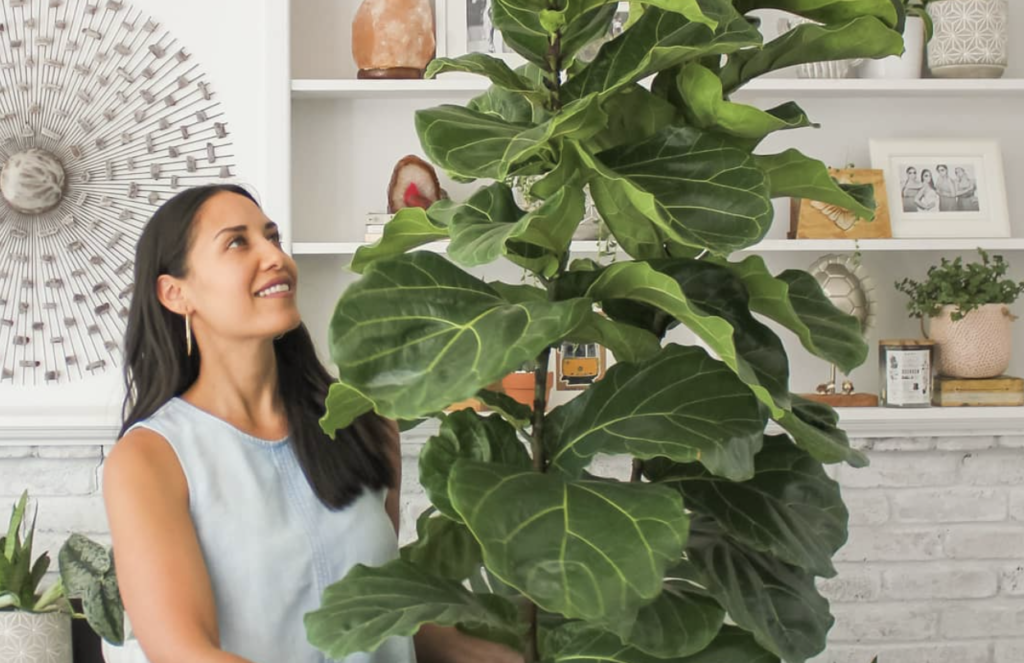 Say Goodbye to Hay Fever with Indoor Plant Allies - Electrodry Blogs