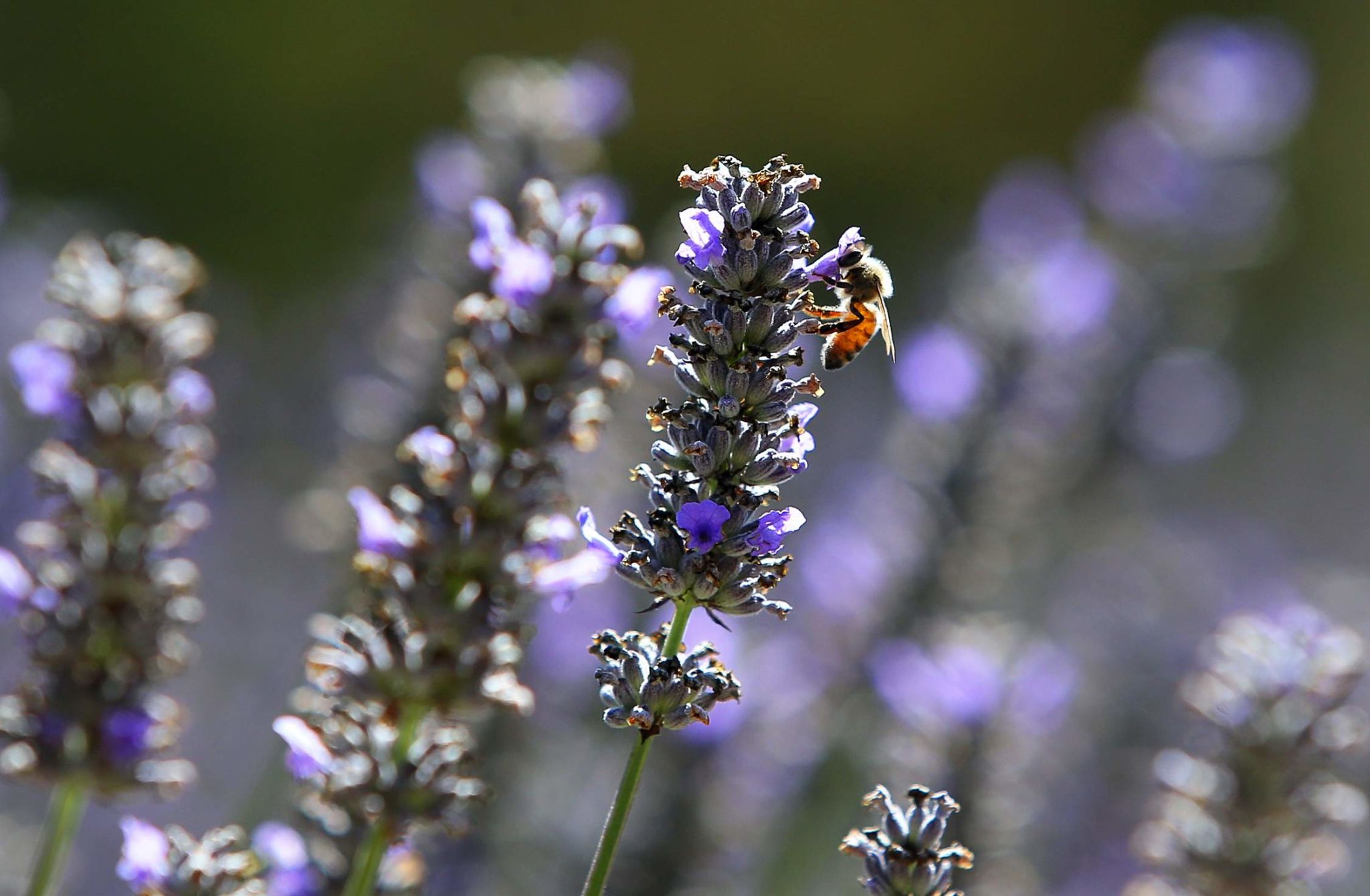 Have You Tried Lavender as an Herb? ~ Monte-Bellaria di California