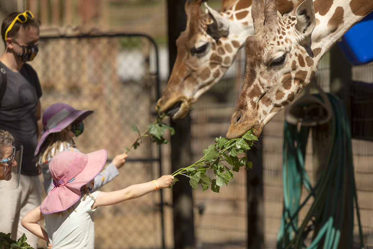 Anna, 5, and Florence Brady, 8, of San Francisco, feed giraffes on a Benind-the-Scenes tour at Safari West on Friday. Safari West received $1.2 million through the federal Paycheck Protection Program to help retain the 150 employees during the shelter in place order. (photo by John Burgess/The Press Democrat).