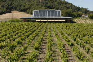 Ridge Vineyards, Lytton Springs, Dry Creek, Sonoma County. (Robert Holmes)