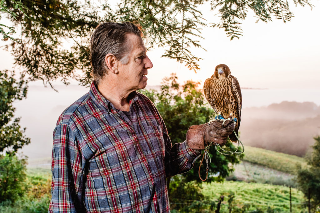 John Hawley with a falcon. (Rebecca Gosselin / Sonoma Magazine)