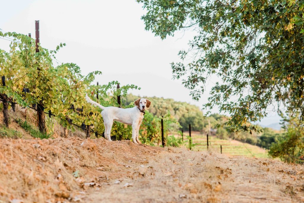 Bird dog Sunny is being trained to work with the falcon. (Rebecca Gosselin / Sonoma Magazine)