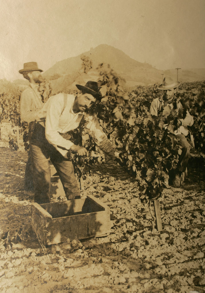 3/4/2007: 76: AT HARVEST: Simi vineyard workers harvest grapes during the crush of 1910 near Healdsburg. PC: Simi vineyard workers harvest grapes near Healdsburg Circa 1910.