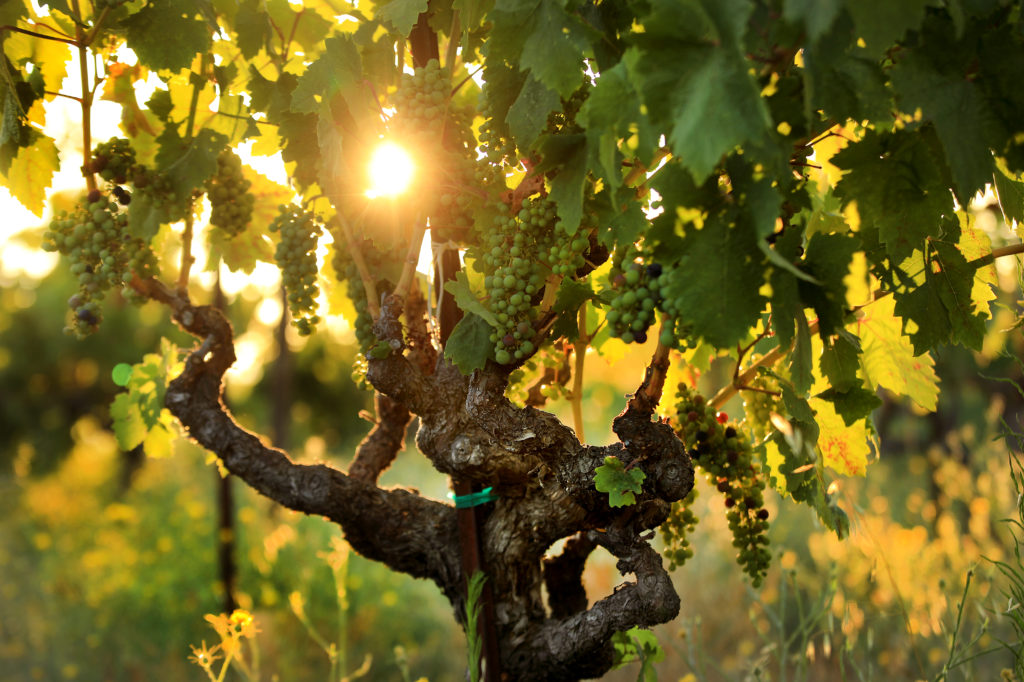 Gnarled vine from a Monte Rosso vineyard above the Valley of the Moon as zinfandel marbles through veraison, 2020. (Kent Porter / The Press Democrat) 