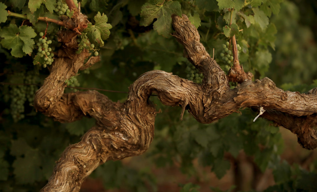Gnarled vine from a Monte Rosso vineyard above the Valley of the Moon. (Kent Porter / The Press Democrat) 2020