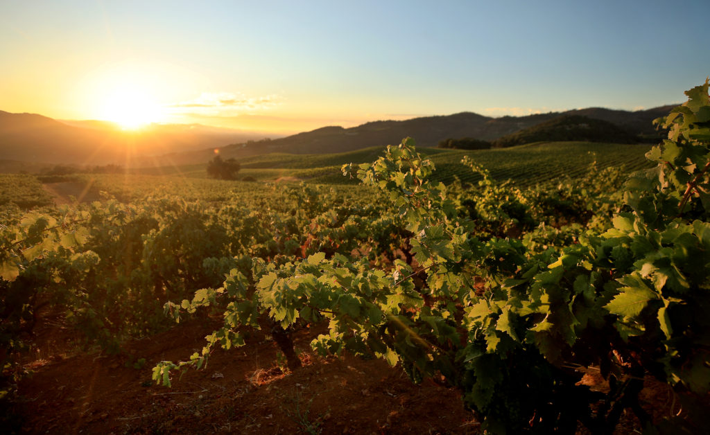 Atop Monte Rosso Vineyard above Valley of the Moon, 1880's Zinfandel vines witness their 51,100 sunset since being planted. Photographed in 2020. (Kent Porter / The Press Democrat) 