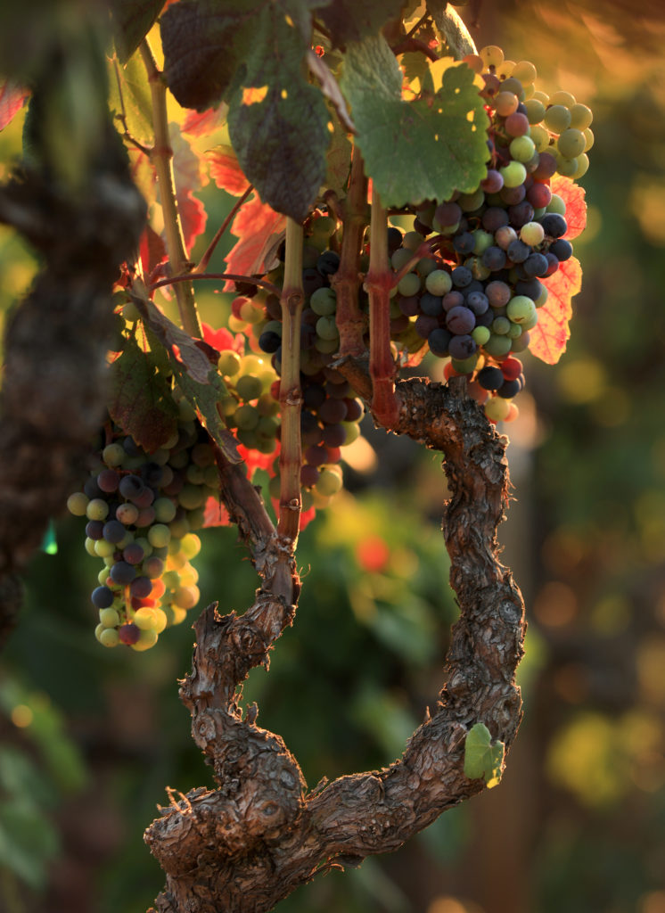 Gnarled vine from a Monte Rosso vineyard above the Valley of the Moon as zinfandel marbles through veraison, 2020. (Kent Porter / The Press Democrat) 
