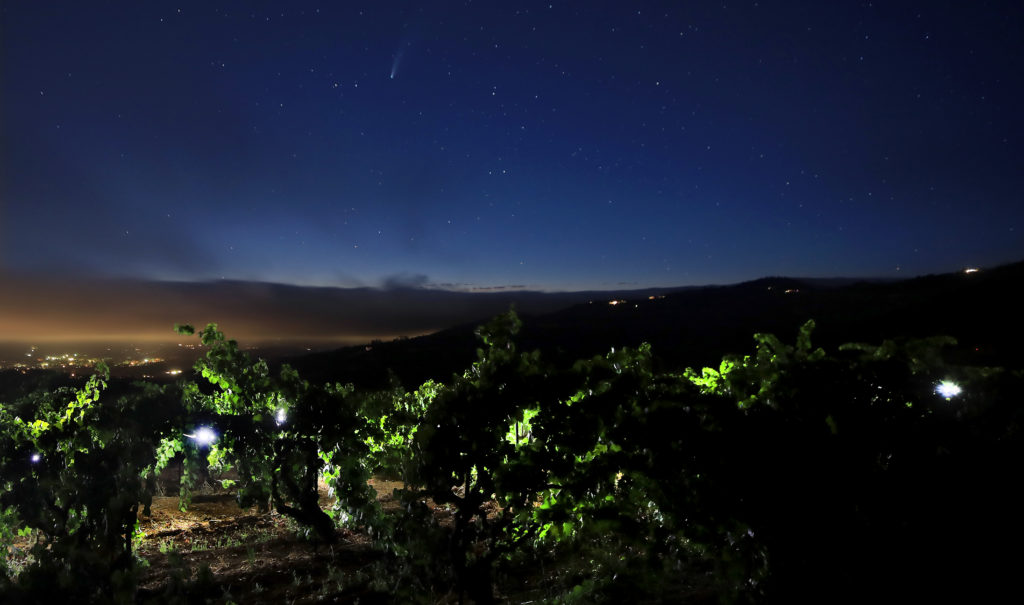 Summer fog slides over the Valley of the Moon, but atop Monte Rosso Vineyard on Moon Mountain Road, Comet NEOWISE makes an appearance in the evening sky over zinfandel vines planted in the 1880's. (Kent Porter / The Press Democrat) 2020