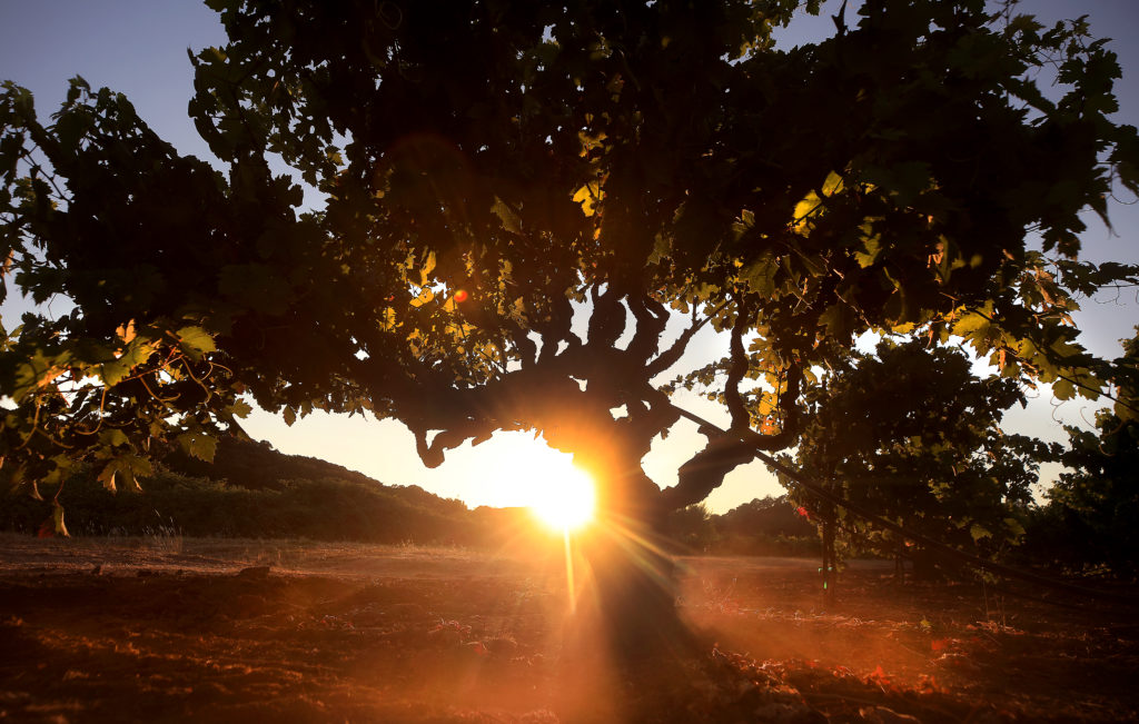 Wind kicks up dust in a 1800's era zinfandel vineyard at the Pagani Ranch near Kenwood, Monday, July 27, 2020. (Kent Porter / The Press Democrat) 2020
