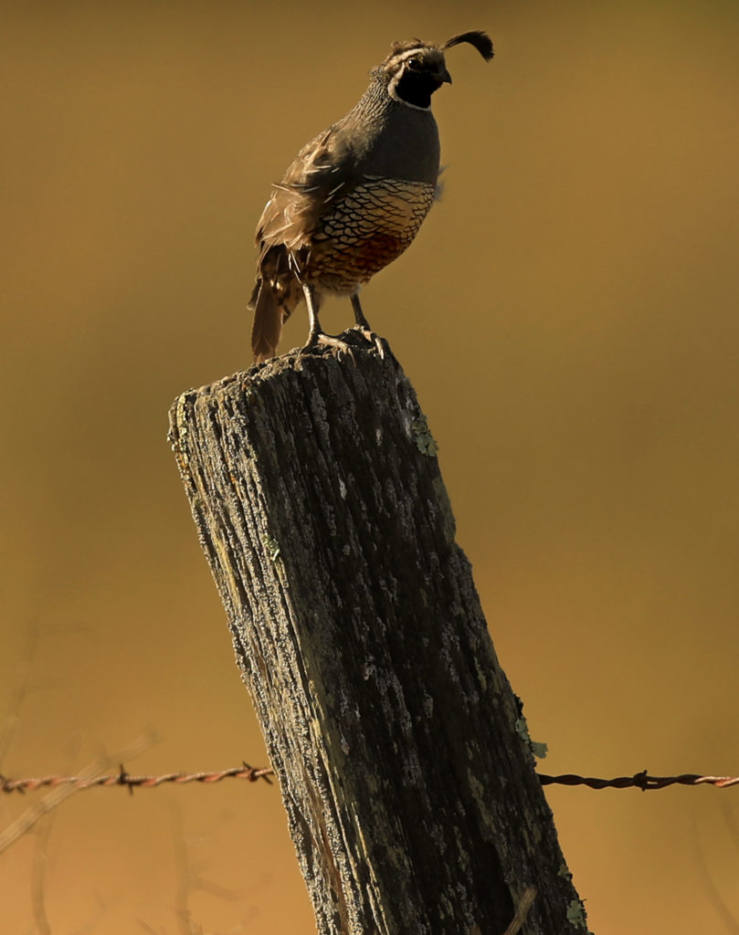 A California valley quail takes a perch atop a fencepost in the Pagani Vineyards, Monday, July 27, 2020 near Kenwood. (Kent Porter / The Press Democrat) 2020