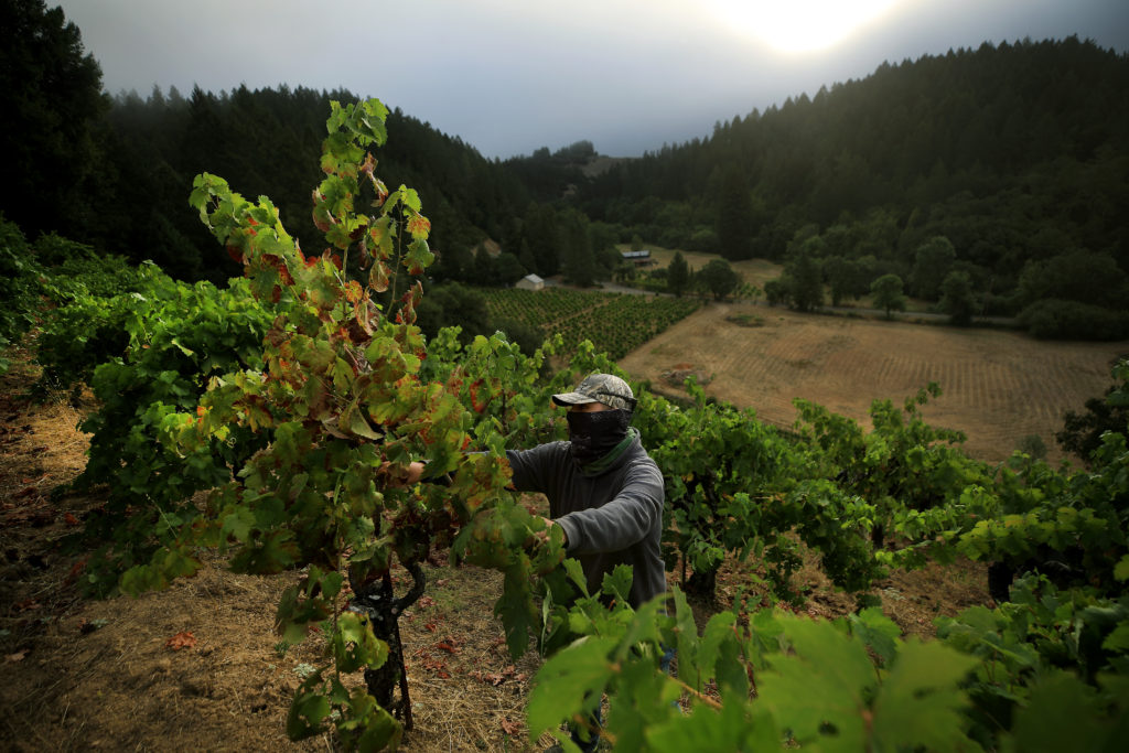 140 year-old zinfandel vines are leafed ahead of summer heat spike on Jackass Hill farmed by the Martinelli family of Forestville, Tuesday, July 28, 2020. (Kent Porter / The Press Democrat) 2020