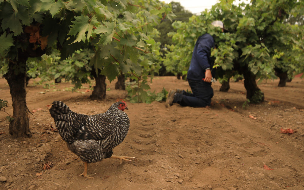 Andrew Nalle leafs old vine Zinfandel, Wednesday, July 29, 2020, planted in 1927 by Andrew's great-great grandparents, Fred and Ruby Henderlong, during prohibition in the Dry Creek Valley. That's Henrietta on the left, parading, in search of insect morsels. (Kent Porter / The Press Democrat) 