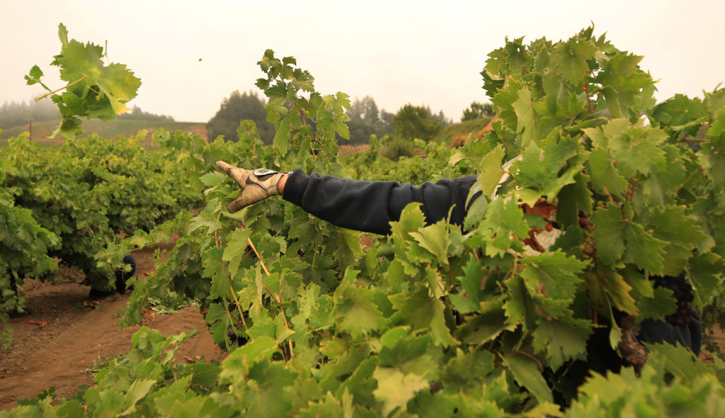 Doug Nalle thins and leafs, Wednesday, July 29, 2020, old-vine Zinfandel planted in 1927 by Fred and Ruby Henderlong, during prohibition in the Dry Creek Valley. (Kent Porter / The Press Democrat) 2020