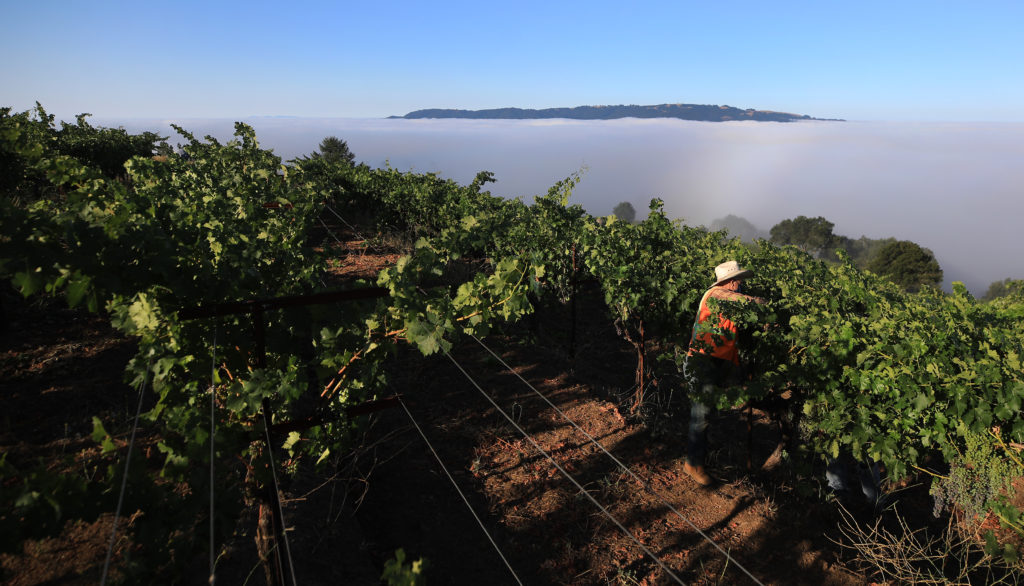 Leaves at Montecillo Vineyards a are pulled to create airflow and sun exposure above the Valley of the Moon, Thursday, July 30, 2020. The head trained cabernet and other variatels , were planted in the 1960's. To the west, Sonoma Mountain peaks above the typical summer marine layer. (Kent Porter / The Press Democrat) 2020