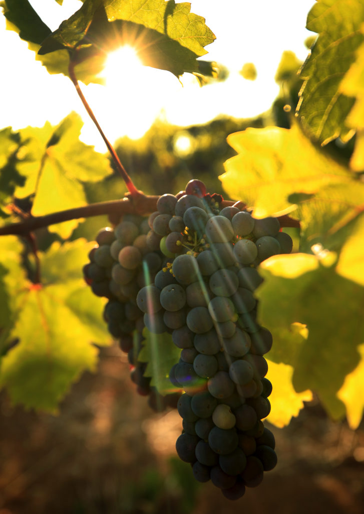 Atop Monte Rosso Vineyard above Valley of the Moon, 1880's zinfandel grapes are in veraison, Saturday, August 1, 2020. (Kent Porter / The Press Democrat) 2020