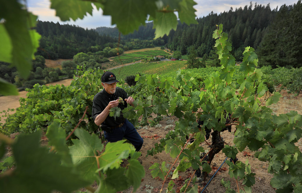 Lee Martinelli looks over one of the oldest zinfandel vines planted on Jackass Hill in Forestville, Thursday Aug 3, 2017. One of the steepest hills to pick wine grapes in Sonoma County the land has been in the Martinelli family for generations. (Kent Porter / The Press Democrat) 2017