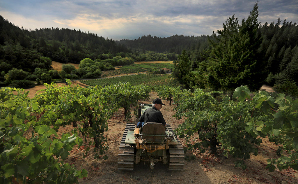 Lee Martinelli tools around in a tractor on Jackass Hill in Forestville, Thursday Aug 3, 2017. One of the steepest hills to pick wine grapes in Sonoma County, the Zinfandel vines (with muscat too) were planted in the 1890's. The only way to disc or get the fruit down the hill is with the tractor. (Kent Porter / The Press Democrat) 2017
