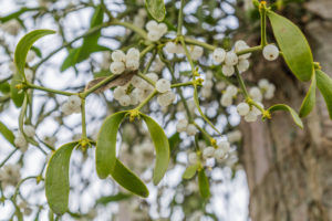Get in the winter spirit by searching for mistletoe out and about in Sonoma County. (HildaWeges Photography/Shutterstock.com)