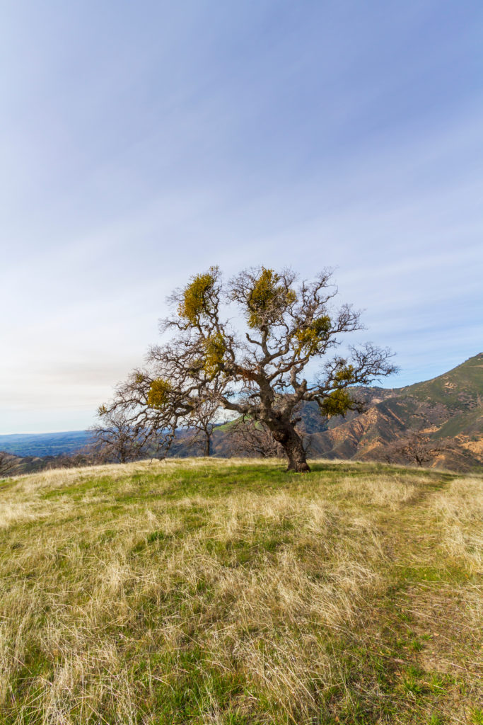 Get out of your house this winter and explore some of Sonoma County's best trails to find mistletoe. (Shutterstock)