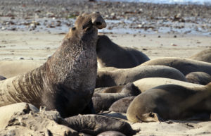 Elephant seals arrive on the beach at A–o Nuevo State Park in December for the mating and pupping season. Males can reach sixteen feet and weigh up to 2 1/2 tons.