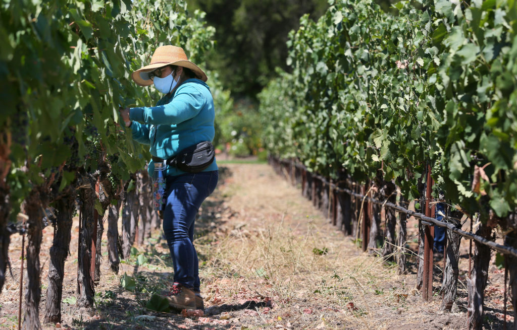 Paulina Martinez thins fruit at Landmark Vineyards in Kenwood on Tuesday, July 28, 2020. Lideres Campesinas, a farmworker support group, provides PPE to farmworkers to help protect them during the coronavirus pandemic. (Christopher Chung/ The Press Democrat)