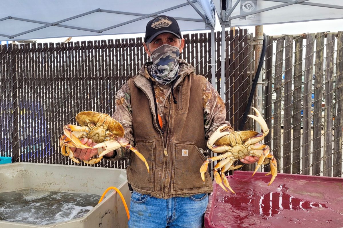 Fresh crabs at Anello Family Crab and Seafood in Bodega Bay. (Heather Irwin / Sonoma Magazine)