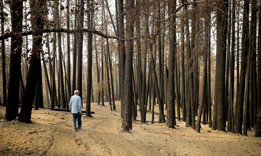 Jim Doerksen survey's his property at Rancho Mark West burned during the Glass fire in September. Doerksen planted thousands of trees on the land over the years he's owned the land. (Kent Porter / The Press Democrat) 2020