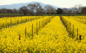 Mustard grows in a vineyard off of Willowside Road, near Guerneville Road, west of Santa Rosa. (Christopher Chung / The Press Democrat)