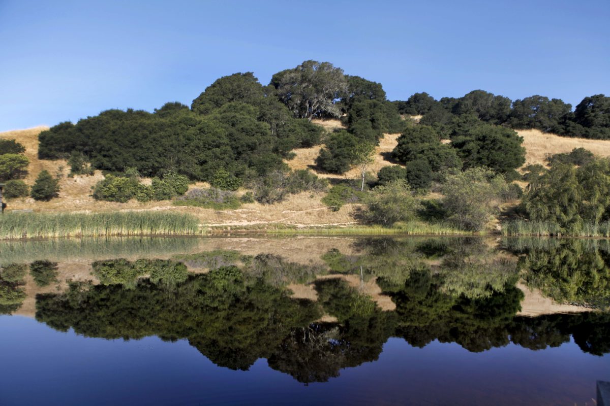 Petaluma, CA, USA. Tuesday, June 21, 2016._ Trails are reflected in the pond at Helen Putnam Regional Park. (CRISSY PASCUAL/STAFF PHOTOGRAPHER)