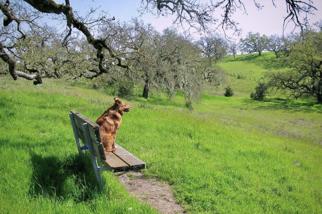 Crane Creek Regional Park in Rohnert Park is 128 acres of hills, meadows, and trails perfect for exploring with your dog. The trails can be shared with equestrians and bikers, so please keep your dog on leash. 5000 Pressley Rd, Santa Rosa 95404, 707-539-8092, parks.sonomacounty.ca.gov.