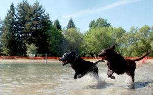 Maggie, left, and Truckee, right run for the ball during Spring Lake Park's Water Bark, May 11, 2012.