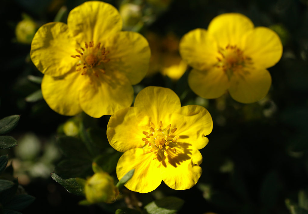 Potentilla fruticosa, from Bhutan, China and Nepal. From the Quarryhill Botanical Garden in Glen Ellen.