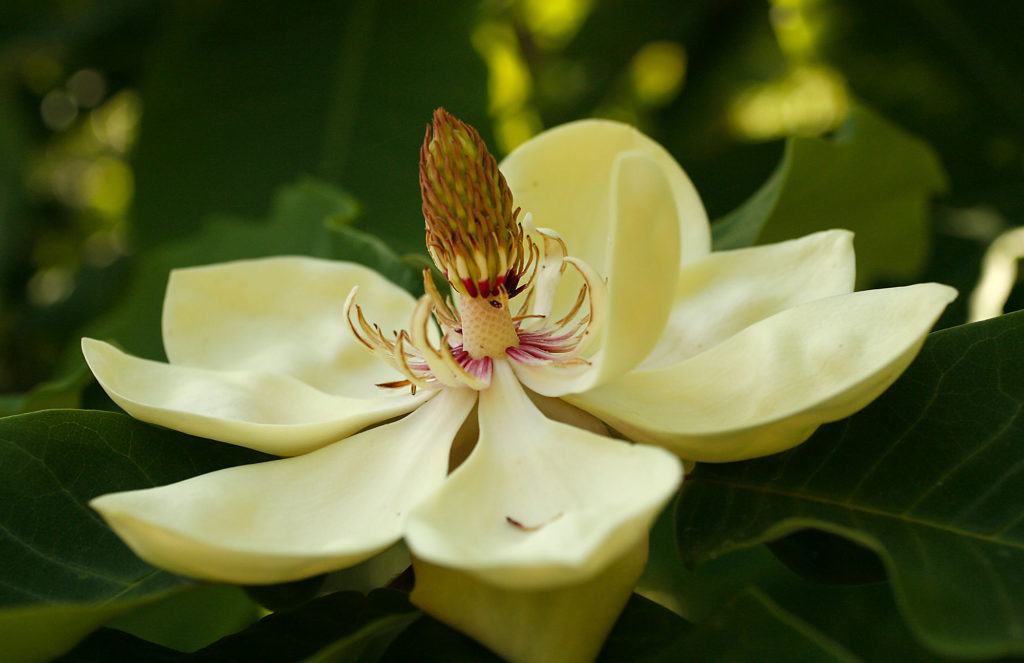 Magnolia hypoleuca from Hokkaido, Japan. From the Quarryhill Botanical Garden in Glen Ellen.